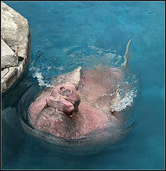 photo "walrus"