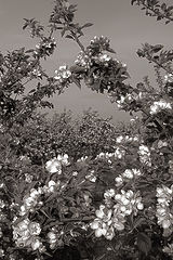 photo "Apple trees bloom"