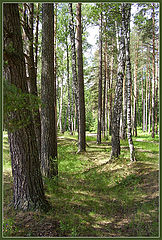 фото "Летний лес"