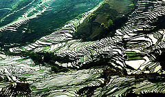 фото "Paddy fields in the mountains"