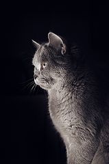 photo "***"