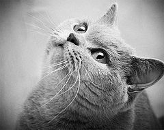 photo "****"