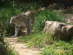 photo "Snow Leopard"