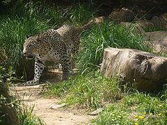 фото "Snow Leopard"