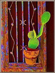 фото "Cactus In Frame"
