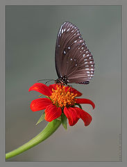 photo "Flying flower..."