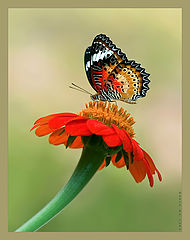photo "Flying flower..."