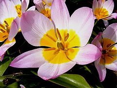фото "Flower."