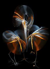 photo "Lightgraphicer and light."