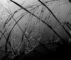 photo "WET WEB"