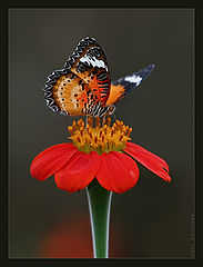 photo "Flying flower..."