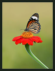 photo "Flying flower..."