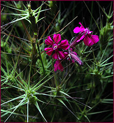 фото "No name"