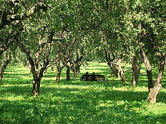 фото "яблоневый сад в Коломенском"