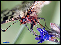 фото "butterfly"