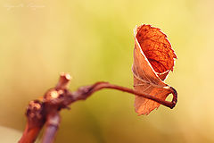 photo "***"