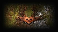 фото "Heart"