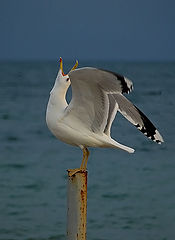 photo "Solo on trumpet"