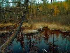 photo "Билибинский лес."