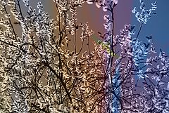 photo "***"