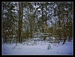 фото "Зимний сон"