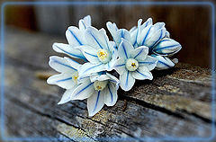 photo "***"
