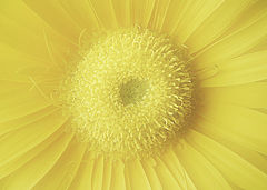 photo "Mellow Yellow"