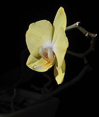 photo "yellow orchid"