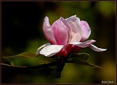 photo "Magnolia"