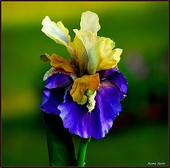 photo "multicolor"