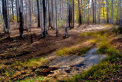 photo "Лужа в лесу"