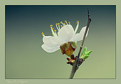 photo "***"