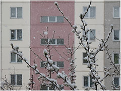 photo "Spring Snow"