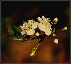 photo "***"
