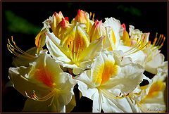 photo "Rhododendron"