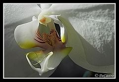 photo "Orquidea"