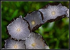 фото "Topsy"
