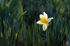 photo "***"