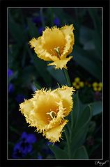 photo "Yellow"