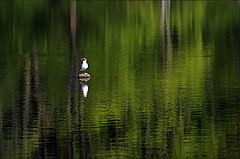 photo "***"
