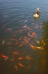 photo "***"
