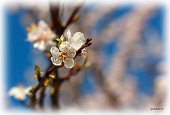 photo "Spring"