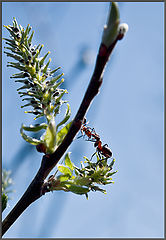 photo "The meeting"