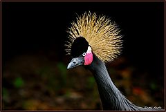 фото "golden crown"