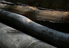 photo "Wounded"