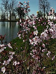 photo "Spring in a Monastery"
