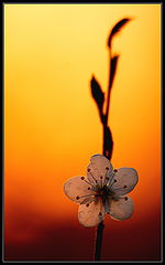 photo "***"