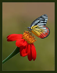 photo "Flying flower..."