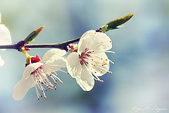 photo "***"