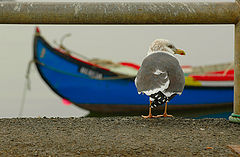 photo "STAND BY"